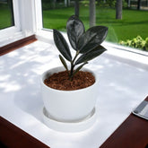 Black ZZ Sapling Plant in White Mini Egg Ceramic Planter with Plate