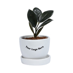 Black ZZ Sapling Plant in White Mini Egg Ceramic Planter with Plate