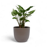 Green | Syngonium | Verona