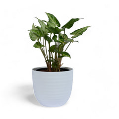 Green | Syngonium | Verona