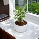 Green Syngonium Plant in White Mini Egg Ceramic Planter with Plate