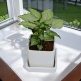 Green Syngonium Plant in White Square Ceramic Planter with Plate