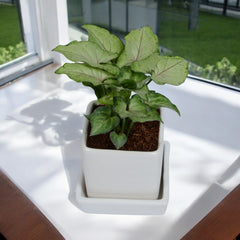 Green Syngonium Plant in White Square Ceramic Planter with Plate