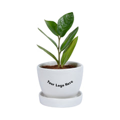 Green Zz Sapling Plant in White Mini Egg Ceramic Planter with Plate