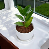 Green Zz Sapling Plant in White Mini Egg Ceramic Planter with Plate