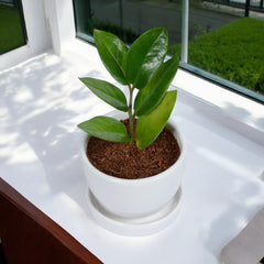 Green Zz Sapling Plant in White Mini Egg Ceramic Planter with Plate