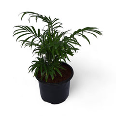 Parlour Palm | Chamaedorea Elegans | Grow Pot