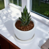 Haworthias Succulent Plant in White Mini Egg Ceramic Planter with Plate
