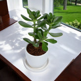 Jade Plant (Crassula Ovata) in White Egg Round Shape Ceramic Planter with Plate