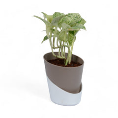 Marble Pothos | Money Plant | Atlantis