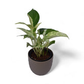 Marble Pothos | Money Plant | Verona Diamond