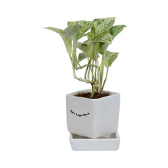 Marble Pothos Money Plant in White Square Ceramic Planter with Plate