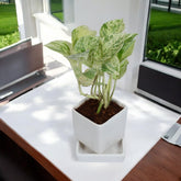 Marble Pothos Money Plant in White Square Ceramic Planter with Plate