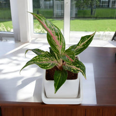 Merlin Aglaonema Plant in White Square Ceramic Planter with Plate