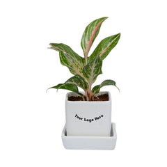 Merlin Aglaonema Plant in White Square Ceramic Planter with Plate