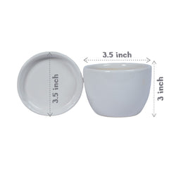 Black ZZ Sapling Plant in White Mini Egg Ceramic Planter with Plate