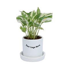 NJoy Pothos Money Plant in White Cylindrical Ceramic Planter with Plate