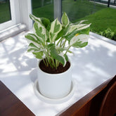 NJoy Pothos Money Plant in White Cylindrical Ceramic Planter with Plate