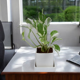 Njoy Pothos Money Plant in White Square Ceramic Planter with Plate