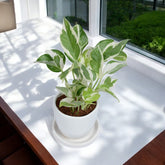 Njoy Pothos Money Plant in White Egg Round Shape Ceramic Planter with Plate