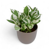Njoy Pothos | Money Plant | Verona