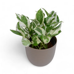 Njoy Pothos | Money Plant | Verona
