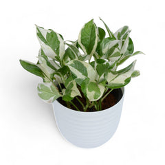 Njoy Pothos | Money Plant | Verona