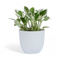 Njoy Pothos | Money Plant | Verona