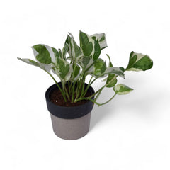 Njoy Pothos | Money Plant | Arty Round