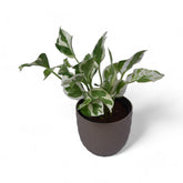 Njoy Pothos | Money Plant | Verona Diamond
