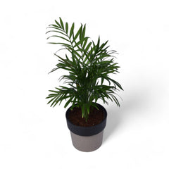 Parlour Palm | Chamaedorea Elegans | Arty Round