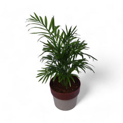 Parlour Palm | Chamaedorea Elegans | Arty Round