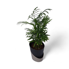 Parlour Palm | Chamaedorea Elegans | Atlantis Eco