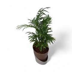 Parlour Palm | Chamaedorea Elegans | Atlantis Eco