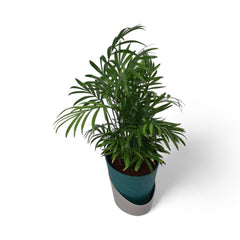 Parlour Palm | Chamaedorea Elegans | Atlantis Eco