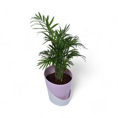Parlour Palm | Chamaedorea Elegans | Atlantis