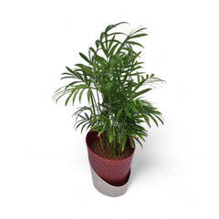 Parlour Palm | Chamaedorea Elegans | Atlantis Eco