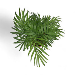 Parlour Palm | Chamaedorea Elegans | Arty Round
