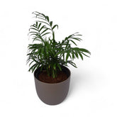Parlour Palm | Chamaedorea Elegans | Verona