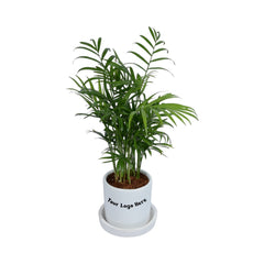 Parlour Palm Chamaedorea Elegans Plant in White Cylindrical Ceramic Planter with Plate