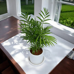Parlour Palm Chamaedorea Elegans Plant in White Cylindrical Ceramic Planter with Plate