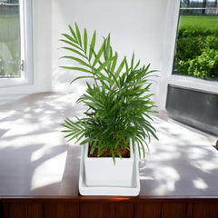 Parlour Palm Chamaedorea Elegans Plant in White Square Ceramic Planter With Plate