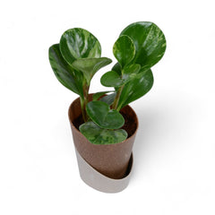 Peperomia | Obtusifolia | Atlantis Eco