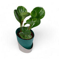 Peperomia | Obtusifolia | Atlantis Eco