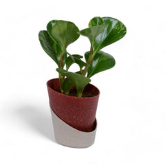 Peperomia | Obtusifolia | Atlantis Eco