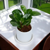 Peperomia Plant in White Cylindrical Ceramic Planter with Plate