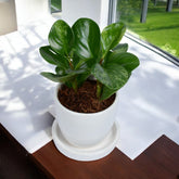 Peperomia Plant in White Egg Round Shape Ceramic Planter with Plate