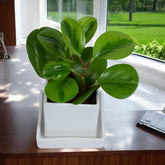 Peperomia Plant in White Square Ceramic Planter with Plate