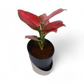 Pink Aglaonema | Atlantis Eco