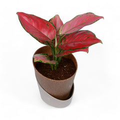 Pink Aglaonema | Atlantis Eco